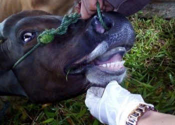 Foto pada saat melakukan pengecekkan terhadap sapi, foto : mael/deta.media