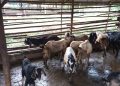 Hewan kurban jenis kambing yang dijual di Jalan Gatot Subroto, Tanjungpinang, f : Mael/Detak.media
