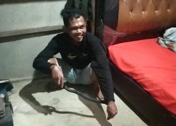 Petugas DPKP Kota Tanjungpinang, saat mengamankan ular kobra yang masuk ke rumah warga, f : ist