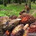 Ilustrasi - Petani sedang mengangkut sawit dari kebun yang baru dipanen (ANTARA/Suprian)