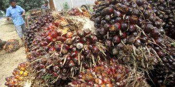 Petani mengeluh harga tandan buah segar (TBS) kelapa sawit turun hingga 50 persen setelah Presiden Jokowi melarang ekspor CPO. (Antara/Syifa Yulinnas).