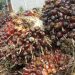 Petani mengeluh harga tandan buah segar (TBS) kelapa sawit turun hingga 50 persen setelah Presiden Jokowi melarang ekspor CPO. (Antara/Syifa Yulinnas).