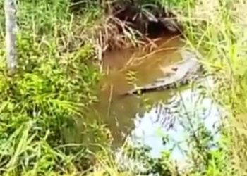 Buaya sepanjang 3 meter muncul di daerah perumahan griya hang lekir, foto : ist