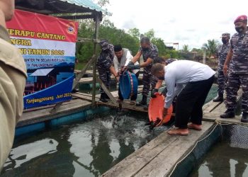 Komandan Pangkalan Utama TNI Angkatan Laut  IV (Lantamal IV) Tanjungpinang memanen 4 Ton ikan kerapu cantang, di kramba binaan Potensi Maritim (Potmar) Tanjung Lanjut Tanjungpinang, foto : Mael/detak.media