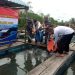Komandan Pangkalan Utama TNI Angkatan Laut  IV (Lantamal IV) Tanjungpinang memanen 4 Ton ikan kerapu cantang, di kramba binaan Potensi Maritim (Potmar) Tanjung Lanjut Tanjungpinang, foto : Mael/detak.media