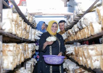 Walikota Tanjungpinang saat melihat hasil jamur, foto : ist