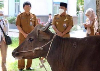 Penyerahan sapi kurban dari Pemko Tanjungpinang untuk masjid masjid, foto : ist