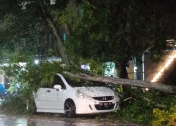 Kondisi Mobil Honda Jazz saat Ditimpa Pohon, foto : ist