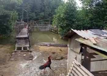 Penampakan Seekor Buaya di Rawa Jalan Menur Kota Tanjungpinang, foto : ist