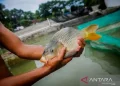 Budidaya ikan tawar (ikan emas) di Kecamatan Lantari Jaya Kabupaten Bombana. (Foto ANTARA/HO)