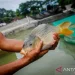 Budidaya ikan tawar (ikan emas) di Kecamatan Lantari Jaya Kabupaten Bombana. (Foto ANTARA/HO)