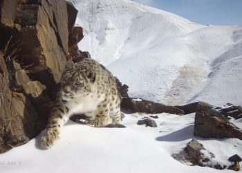 Macan tutul salju di Provinsi Qinghai, China barat laut. (Foto : Xinhua)