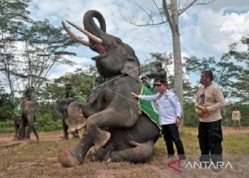 Gubernur Jambi Al Haris saat melihat gajah di Kabupaten Tebo, Jambi.(ANTARA/Wahdi Septiawan).