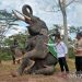 Gubernur Jambi Al Haris saat melihat gajah di Kabupaten Tebo, Jambi.(ANTARA/Wahdi Septiawan).