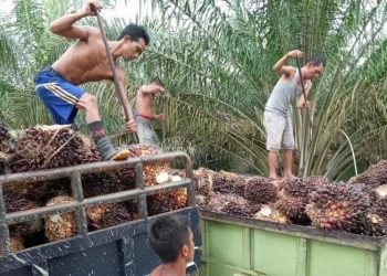 Tandan Buah |Segar (TBS) kelapa sawit di jambi.(ANTARA/Nanang Mairiadi)