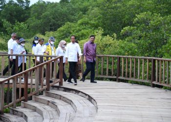 Presiden Jokowi meninjau Tahura Ngurah Rai Bali, Kota Denpasar, Kamis (06/10/2022). Foto: (BPMI Setpres/Lukas)