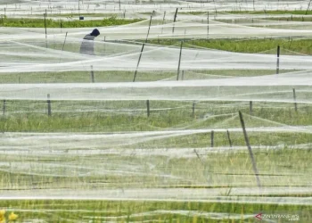 Petani memperbaiki jaring pelindung padi di persawahan Kelurahan Monjok, Mataram, NTB, Senin (7/12/2020). ANTARA FOTO/Ahmad Subaidi/rwa.