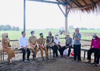 Presiden Jokowi juga berdialog dengan pakar tebu dari Brasil, dr. Plinio dan petani tebu di Kebun Tebu Temu Giring, Kabupaten Mojokerto, Jawa Timur, Jumat (04/11/2022). (Foto: BPMI Setpres/Laily Rachev)