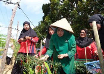 Walikota Tanjungpinang, Rahma saat panen cabai disela sela perayaan 1 tahun Kelompok Tani Wanita binaan Pemko, foto: ist