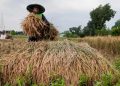 Ilustrasi: Petani memanen padi di Rangkasbitung, Lebak, Banten. ANTARA FOTO/Muhammad Bagus Khoirunas/ (ANTARA FOTO/MUHAMMAD BAGUS KHOIRUNAS)