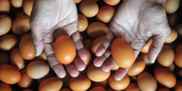 Arsip Foto. Peternak menunjukkan telur ayam ras di peternakannya di Desa Gribig, Kudus, Jawa Tengah, Senin (5/12/2022). Telur merupakan salah satu sumber protein hewani yang bisa diberikan kepada anak guna mencegah stunting. (ANTARA/YUSUF NUGROHO)