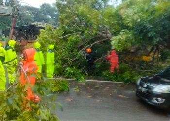 TIM TRC BPBD Tanjungpinang saat Memotong Pohon yang Menimpa Mobil, foto: ist