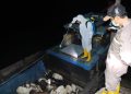 Petugas Karantina saat Memeriksa 70 Kambing yang Tiba di Pelabuhan Tanjung Moco, Dompak, foto: ist