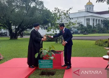 Presiden Joko Widodo melakukan penanaman pohon bersama Presiden Republik Islam Iran Seyyed Ebrahim Raisi di Istana Kepresidenan Bogor, Jawa Barat, Selasa (23/2/2023). ANTARA/Mentari Dwi Gayati/aa.