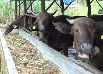 Sapi Kurban di Peternakan Milik Fajri di Jalan Panglima Dompak Tanjungpinang, foto: Mael/detak.media