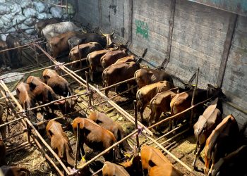 108 Ekor Sapi asal Natuna yang tiba di Tanjungpinang pada Jum'at (2/6/2023), foto: ist