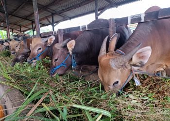 Sapi Kurban yang Terjual di Kandang Ternak Milik Sembiring, foto: Mael/detak.media