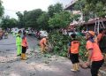 Petugas TRC BPBD Tanjungpinang saat Mengevakuasi Pohon Tumbang di Jalan Engku Putri, foto: Mael/detak.media