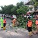 Petugas TRC BPBD Tanjungpinang saat Mengevakuasi Pohon Tumbang di Jalan Engku Putri, foto: Mael/detak.media