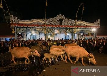 Arsip foto - Kawanan Kerbau Bule keturunan Kerbau Pusaka Keraton Kyai Slamet dipersiapkan mengikuti kirab peringatan 1 Suro di Keraton Kasunanan Surakarta Hadiningrat, Solo, Jawa Tengah, Sabtu (31/8/2019). Kirab tersebut dalam rangka memperingati pergantian tahun baru Hijriah yand dalam penanggalan Jawa disebut satu Suro. ANTARA FOTO/Mohammad Ayudha/aww/pri.