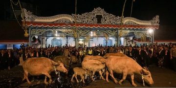 Arsip foto - Kawanan Kerbau Bule keturunan Kerbau Pusaka Keraton Kyai Slamet dipersiapkan mengikuti kirab peringatan 1 Suro di Keraton Kasunanan Surakarta Hadiningrat, Solo, Jawa Tengah, Sabtu (31/8/2019). Kirab tersebut dalam rangka memperingati pergantian tahun baru Hijriah yand dalam penanggalan Jawa disebut satu Suro. ANTARA FOTO/Mohammad Ayudha/aww/pri.