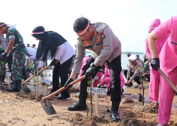 Kapolresta Tanjungpinang, Kombes Ompusunggu saat Menanam Pohon Mangrove di Pesisir Dompak, foto: Mael/detak.media