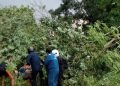 Pohon Tumbang Menimpa Pengendara Motor di Jalan Adi Sucipto Tanjungpinang, foto: screenshoot video viral Medsos