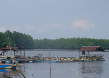 Kampung Madong, Destinasi Eko Edu Wisata di Tanjungpinang, Provinsi Kepri, foto: Mael/detak.media