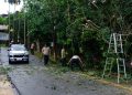 BPBD Tanjungpinang saat Mengevakuasi Pohon Tumbang di Jalan Damai Tanjungpinang, foto: Mael/detak.media