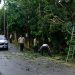 BPBD Tanjungpinang saat Mengevakuasi Pohon Tumbang di Jalan Damai Tanjungpinang, foto: Mael/detak.media