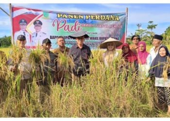 Bupati Natuna, Wan Siswandi saat ikut panen raya padi di desa Payak, Kecamatan Serasan Timur (foto : Diskon)