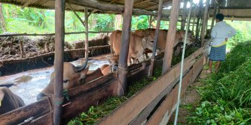 Kondisi Sapi Milik Abdul di Jalan Panglima Dompak Tanjungpinang, foto: Mael/detak.media