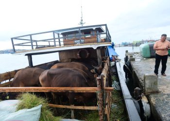 Kapal Pengangkut 20 Ekor Sapi saat Bersandar di Dermaga Pelantar KUD Tanjungpinang, foto: Mael/detak.media