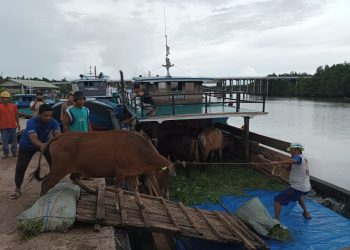 Proses Pemulangan 20 Ekor Sapi asal Jambi yang Masuk ke Tanjungpinang Tanpa Dokumen, foto: Mael/detak.media