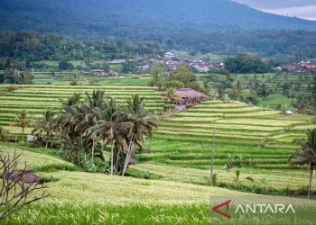 Suasana di Desa Wisata Jatiluwih di Kabupaten Tabanan, Bali, yang menjadi salah satu tujuan wisata yang ditawarkan kepada peserta World Water Forum ke-10 pada 18--25 Mei 2024. ANTARA/HO-Kemenparekraf/am.