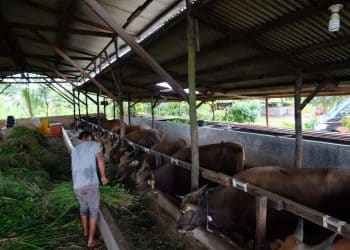 Sapi Kurban di Peternakan Milik Sembiring di Kampung Sidojasa Tanjungpinang, foto: Mael/detak.media