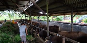 Sapi Kurban di Peternakan Milik Sembiring di Kampung Sidojasa Tanjungpinang, foto: Mael/detak.media