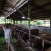 Sapi Kurban di Peternakan Milik Sembiring di Kampung Sidojasa Tanjungpinang, foto: Mael/detak.media