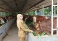 Bupati Blitar Rini Syarifah saat melihat kondisi sapi yang akan dikurbankan nanti di Hari Raya Idul Adha, foto: Dani ES/detak.media