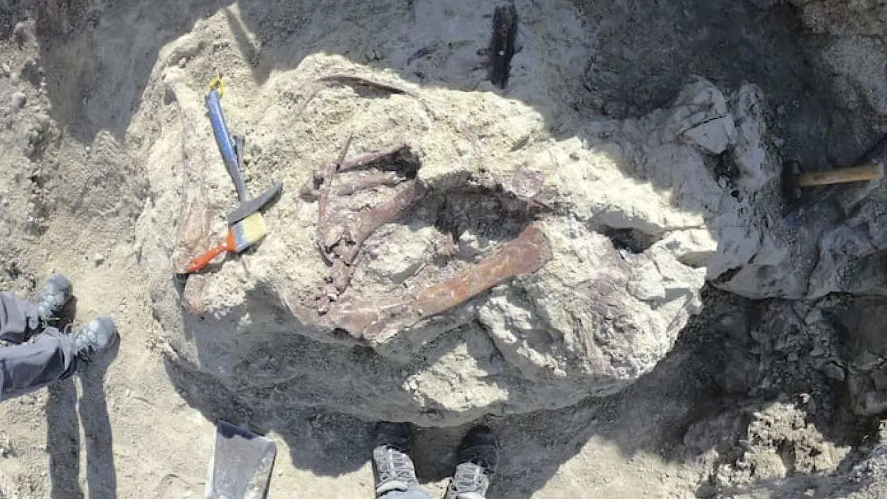 Ilmuwan Temukan Spesies Dinosaurus Baru Dengan Tulang Buaya Di Mulutnya